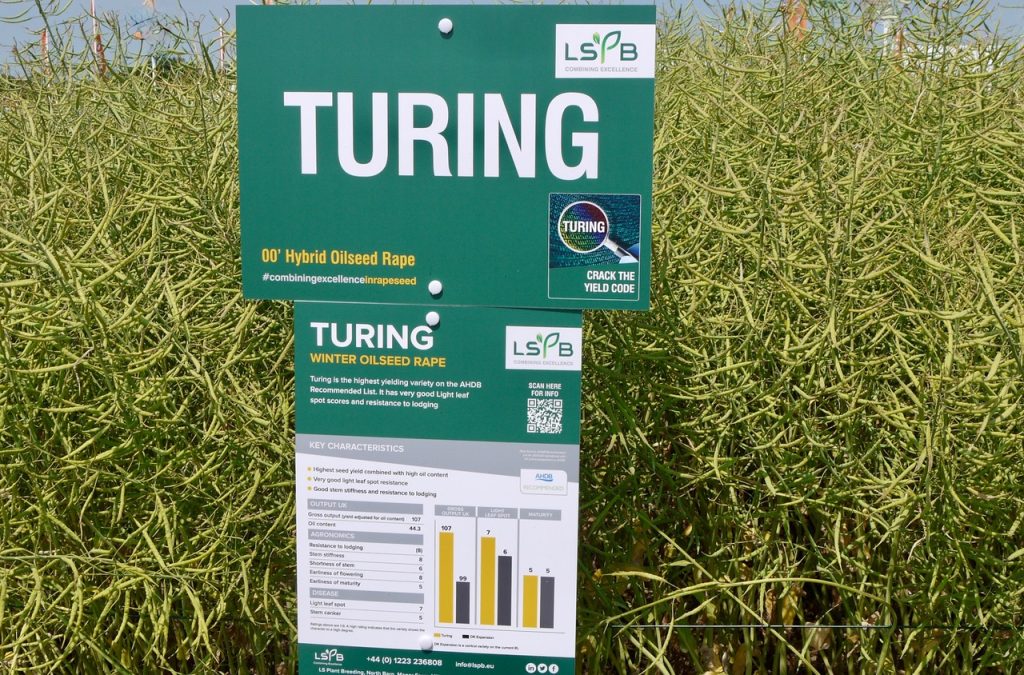 LSPB Turing winter oilseed rape