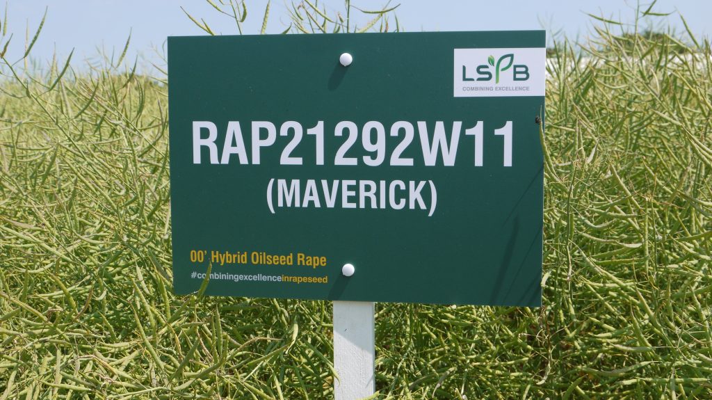 Maverick is a high yielding hybrid winter oilseed rape and a Recommended List Candidate variety with outstanding autumn and spring vigour.